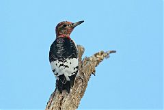 Red-headed Woodpecker